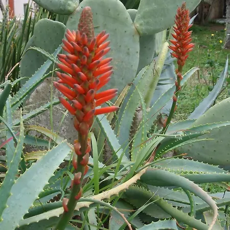 ホテル Pilalidis 3*