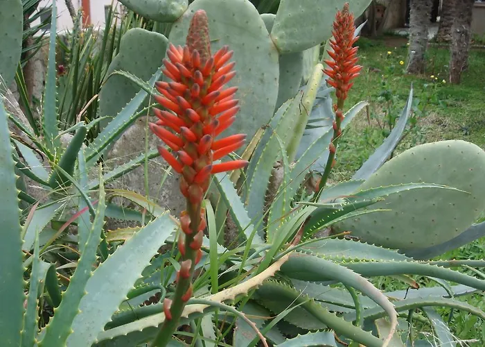 酒店 皮拉里迪斯酒店 3*