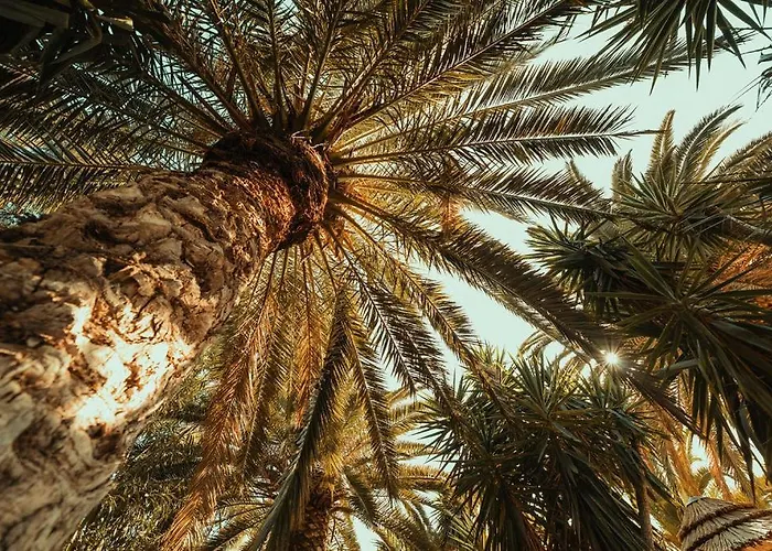 Pilalidis