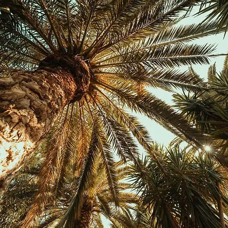 Pilalidis